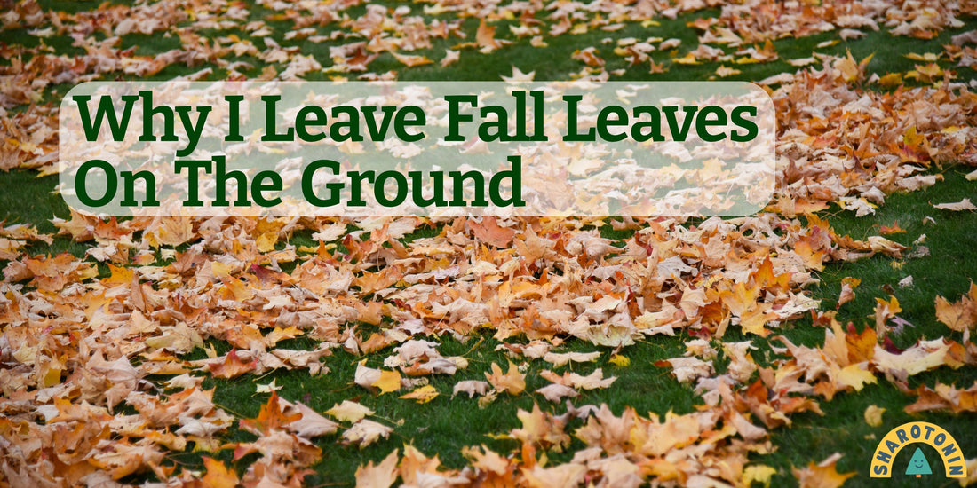 Why I Leave Fall Leaves On The Ground