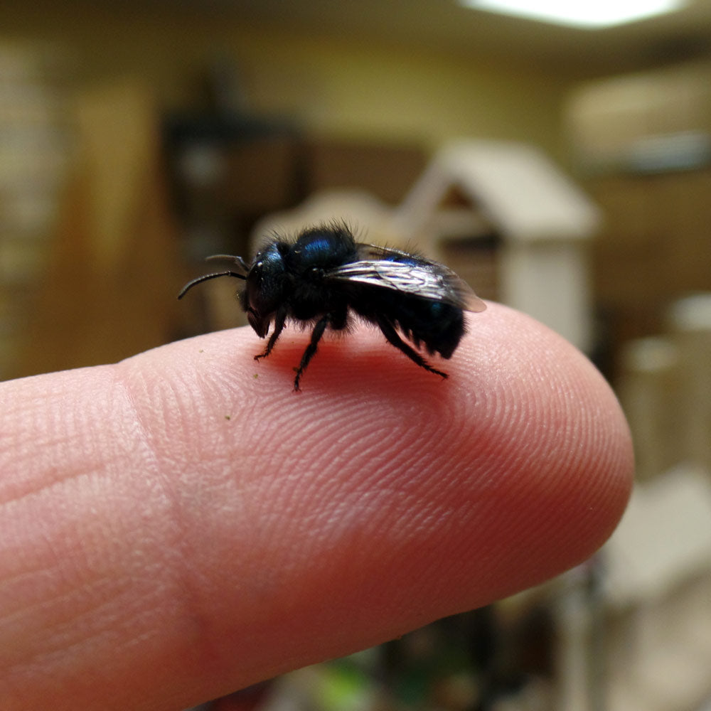 Buy Mason Bees | 40+ OBA Certified Cocoons with Free 2 Day Shipping