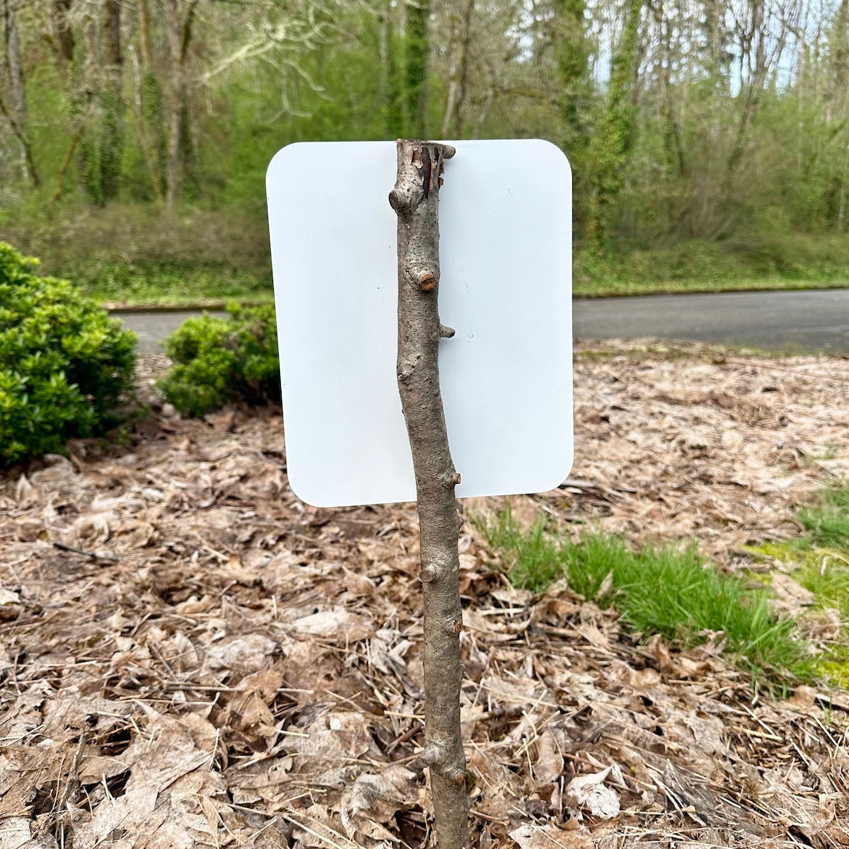 My Yard Is Messy On Purpose Yard Sign